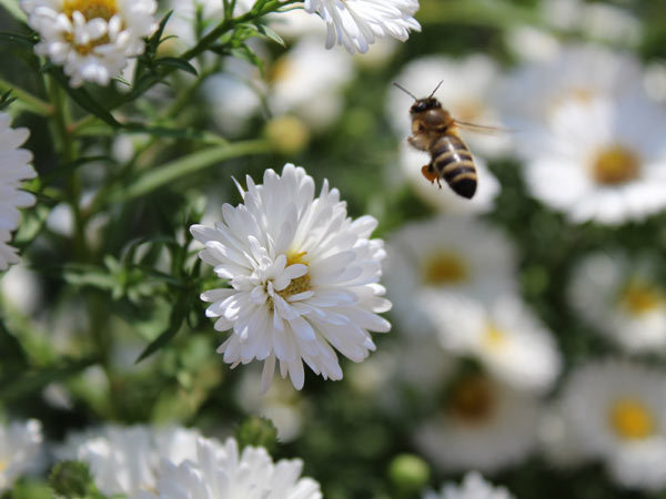 Méhecske mézgyűjtés közben